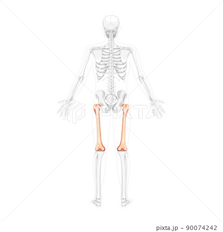 Skeleton femur thigh bone Human back view with two arm poses with partly transparent bones position. Realistic flat 90074242