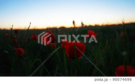 Red poppy fields with a blurred background Red poppy fields with a blurred background 90074699