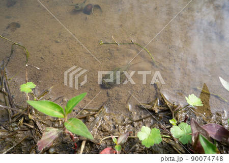 カブトエビ カブトエビ 90074748