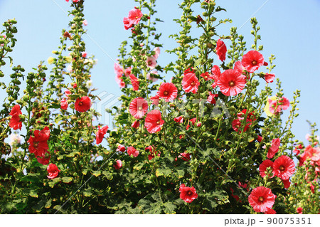 花 フラワー お花 90075351