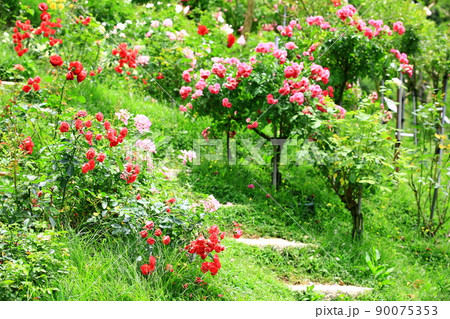 薔薇 バラ科 バラ 90075353