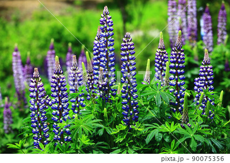 ノボリフジ ハウチワマメ のぼりふじ 90075356