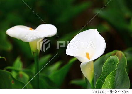 クワズイモ 海芋 かいう 90075358