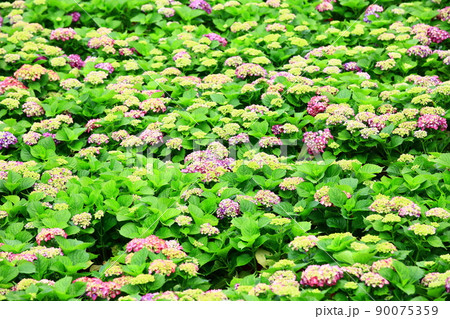 紫陽花 アジサイ あじさい 90075359
