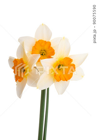 narcissus flower isolated 90075590