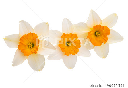 narcissus flower isolated 90075591