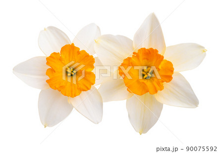 narcissus flower isolated 90075592