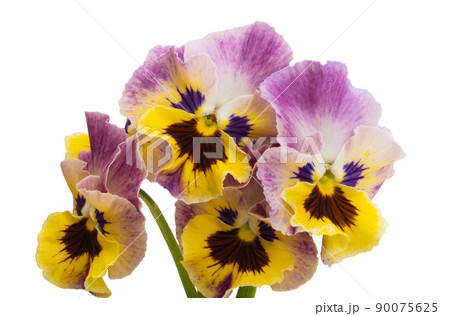 pansies isolated pansies isolated 90075625