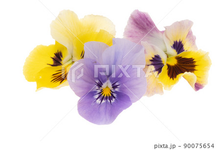 pansies isolated pansies isolated 90075654