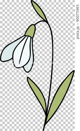 誕生花 - 一月，雪江花 90075965