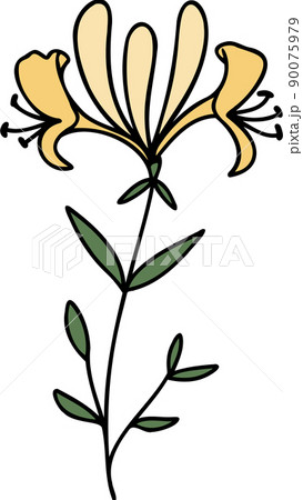 スイカズラ 花 植物 90075979