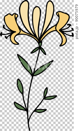 スイカズラ 花 植物 90075979