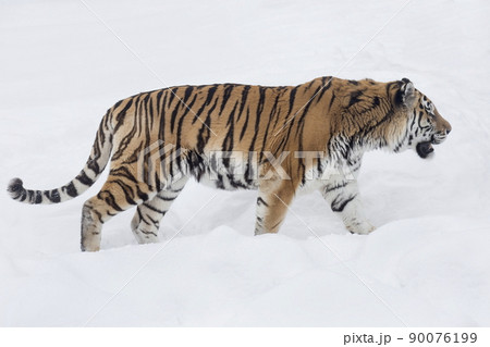 Wild siberian tiger is walking on a white snow. Wild siberian tiger is walking on a white snow. 90076199