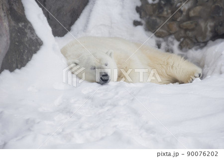 Polar bear cub is lying and sleeping on white snow Polar bear cub is lying and sleeping on white snow 90076202