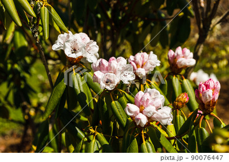 Rhododendron flowers grow and bloom in the botanical garden Rhododendron flowers grow and bloom in the botanical garden 90076447