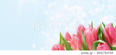 bunch of pink tulips close up on blue banner bunch of pink tulips close up on blue banner 90076448