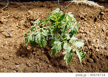 Tomato plants in vegetable greenhouses. Tomato seedling before planting into the soil, greenhouse plants, drip irrigation. Tomato plants in vegetable greenhouses. Tomato seedling before planting into the soil, greenhouse plants, drip irrigation. 90076718