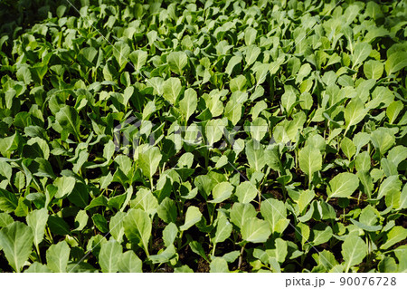 Seedlings of cabbage, frozen leaves. Green leaf texture. Leaf texture background. Selective focus 90076728