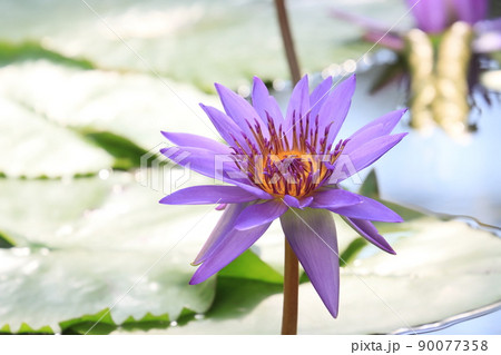 一輪の睡蓮の花の写真素材 [90077358] - PIXTA