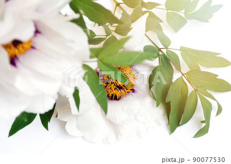 Soft selective focus Close up of a bouquet of delicate beautiful white peonies flowers on a white background with bright sunlight. Top view. Festival and day of flowers. Copy space. Soft selective focus Close up of a bouquet of delicate beautiful white peonies flowers on a white background with bright sunlight. Top view. Festival and day of flowers. Copy space. 90077530