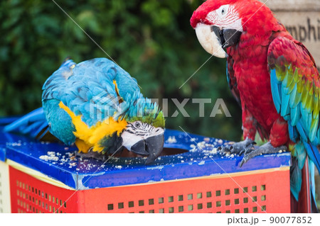two macaw parrots eat food two macaw parrots eat food 90077852
