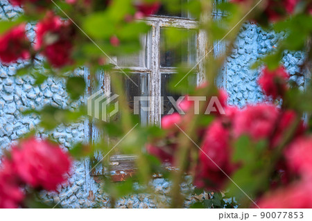 pink-red climbing rose against the background of an old stone blue building with windows 90077853