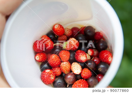 in the hands of a bowl with a variety of fresh berries raspberries, strawberries, blackberries in the hands of a bowl with a variety of fresh berries raspberries, strawberries, blackberries 90077860