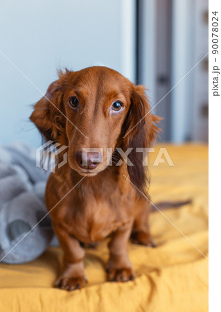 A dachshund puppy sits on a yellow bed next to...の写真素材 [90078024] - PIXTA