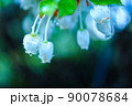 朝露と野花 90078684
