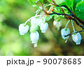 朝露と野花 90078685