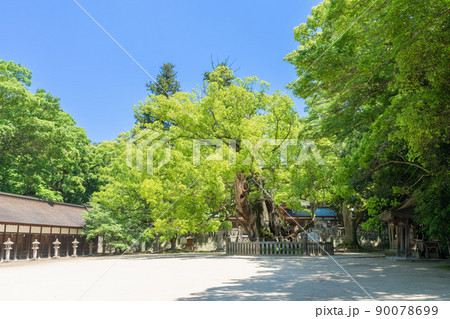 《愛媛県》新緑の季節、大山祇神社_今治市大三島町 90078699
