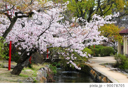 神野公園の桜が満開 神野公園の桜が満開 90078705