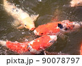 錦鯉 90078797
