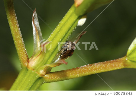 トビイロツノゼミ 90078842