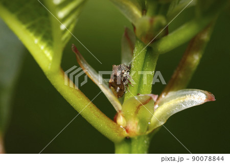 トビイロツノゼミ 90078844