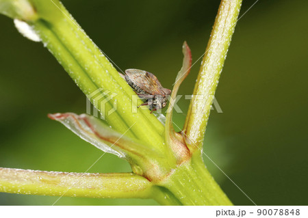 トビイロツノゼミ 90078848
