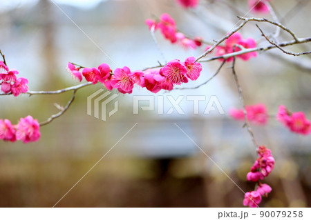 ピンク梅の花 90079258