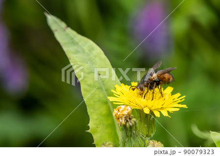 セスジハリバエ セスジハリバエ 90079323