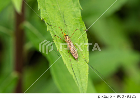 キイロホソガガンボ 90079325