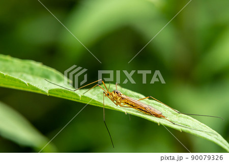 キイロホソガガンボ キイロホソガガンボ 90079326