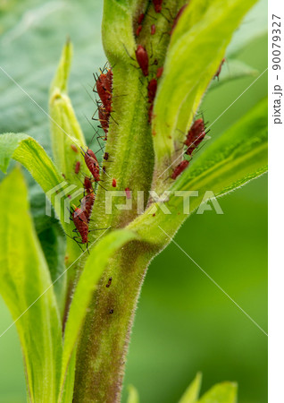 セイタカアワダチソウヒゲナガアブラムシ 90079327