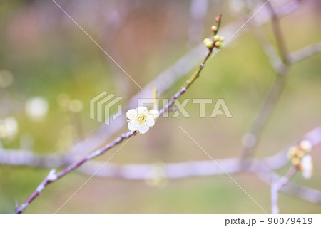 白梅の花 白梅の花 90079419