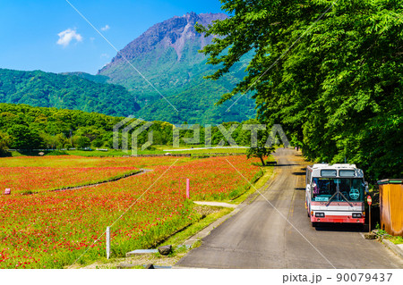 しまばら火張山花公園のポピー　平成新山　廃バス　【長崎市島原市】 90079437
