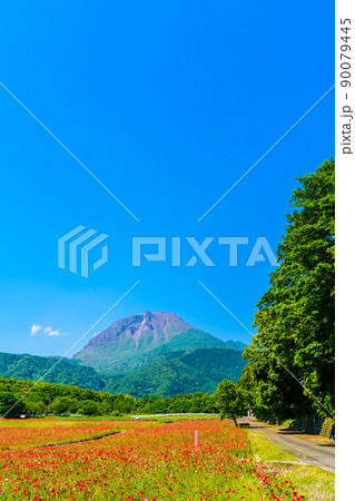 しまばら火張山花公園のポピー　平成新山　【長崎市島原市】 90079445