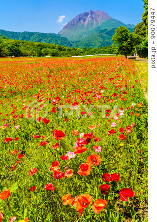 しまばら火張山花公園のポピー　平成新山　【長崎市島原市】 90079447