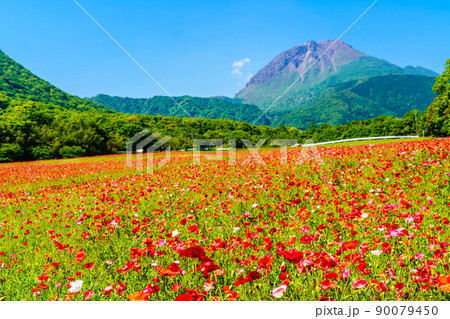 しまばら火張山花公園のポピー 平成新山 【長崎市島原市】 しまばら火張山花公園のポピー 平成新山 【長崎市島原市】 90079450