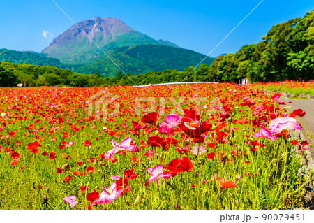 しまばら火張山花公園のポピー　平成新山　【長崎市島原市】 90079451