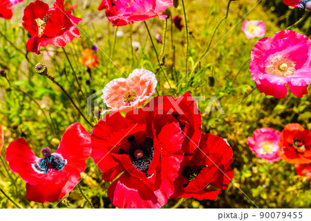 しまばら火張山花公園のポピー 【長崎市島原市】 しまばら火張山花公園のポピー 【長崎市島原市】 90079455