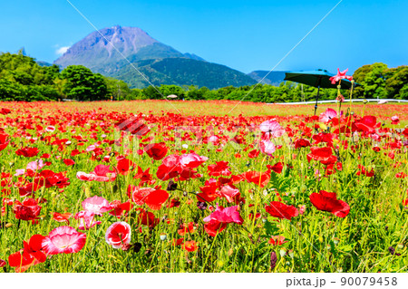 しまばら火張山花公園のポピー　平成新山　【長崎市島原市】 90079458