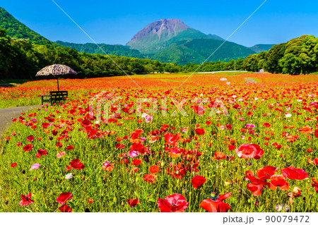 しまばら火張山花公園のポピー　平成新山　【長崎市島原市】 90079472